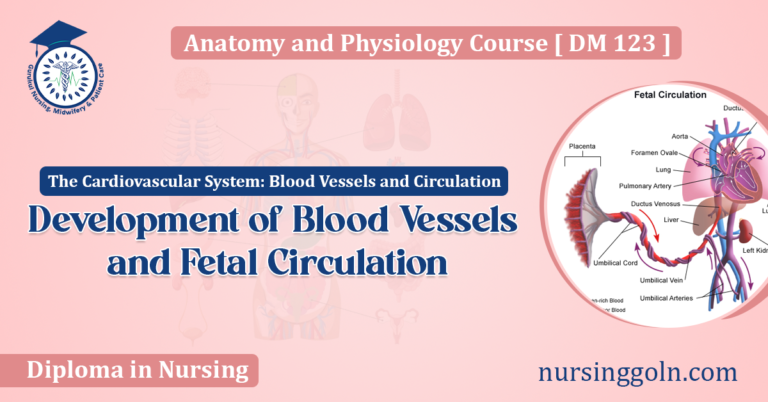 Development of Blood Vessels and Fetal Circulation