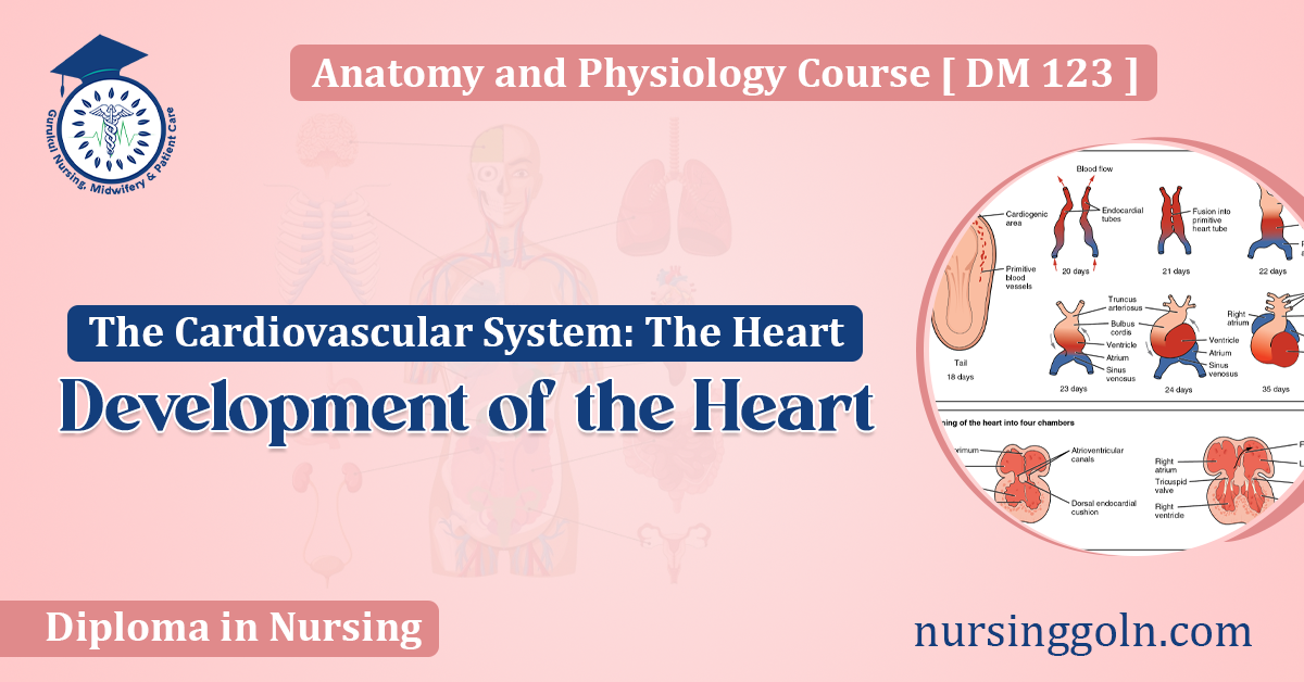 Development of the Heart