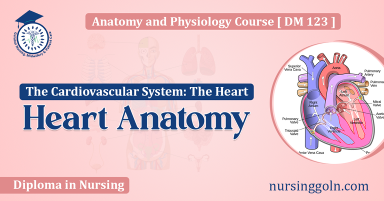 Heart Anatomy