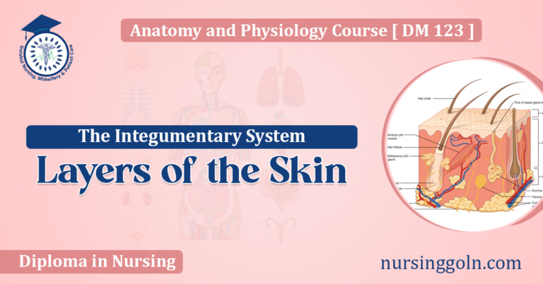 Layers of the Skin