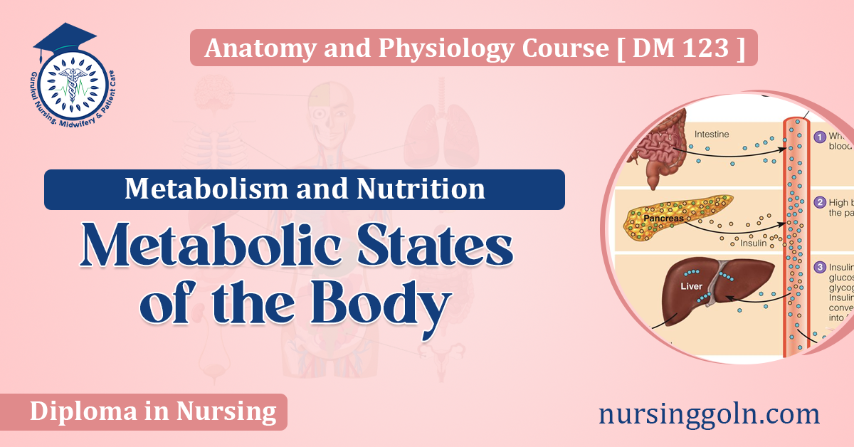 Metabolic States of the Body