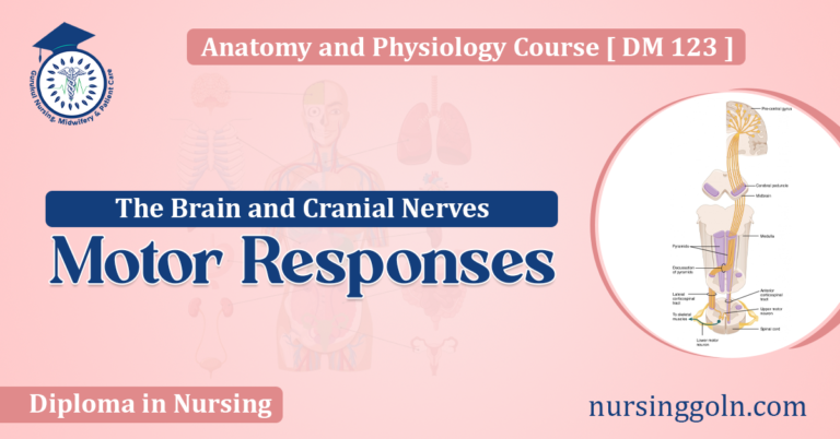 Motor Responses