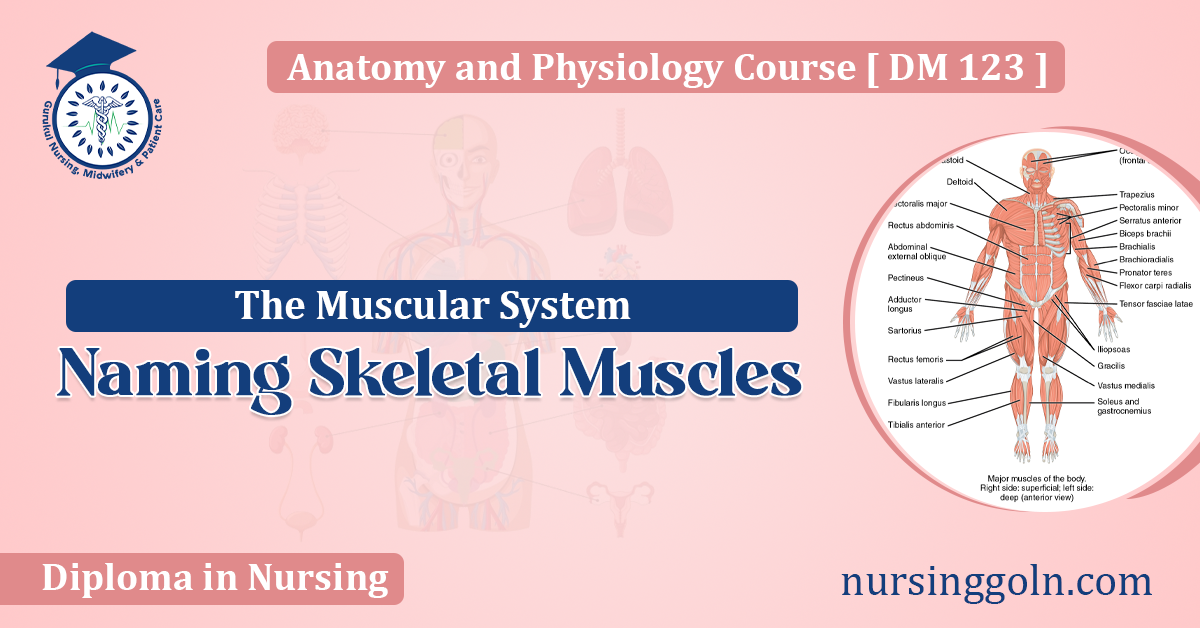 Naming Skeletal Muscles