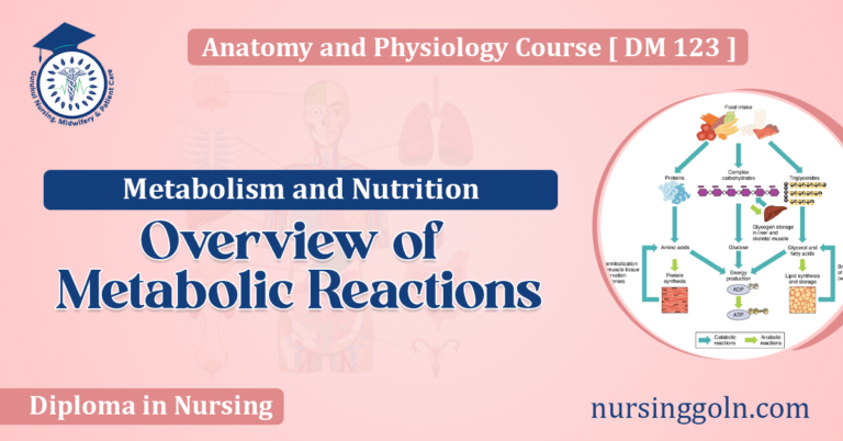 Overview of Metabolic Reactions