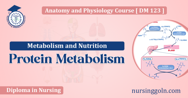Protein Metabolism
