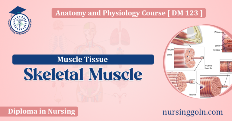 Skeletal Muscle