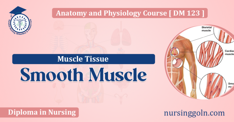 Smooth Muscle