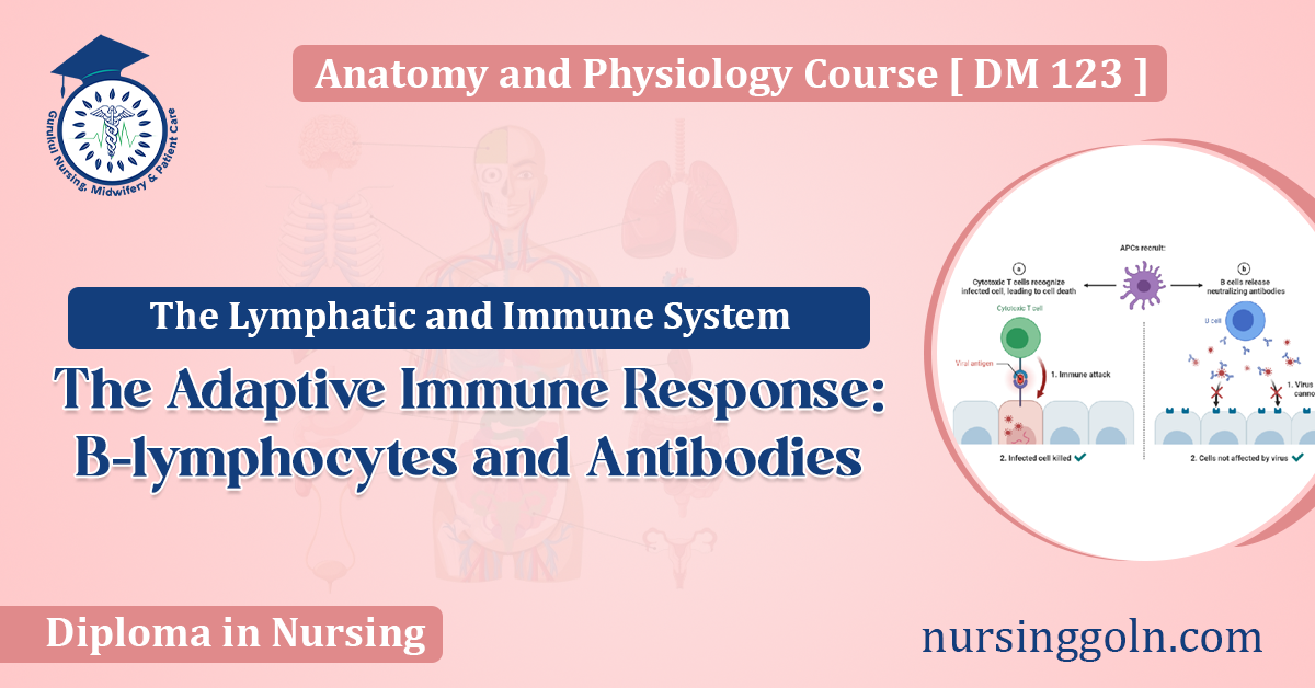 The Adaptive Immune Response B-lymphocytes and Antibodies