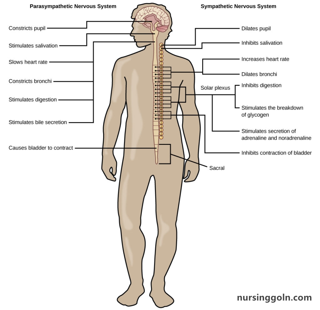 Autonomic Reflexes and Homeostasis