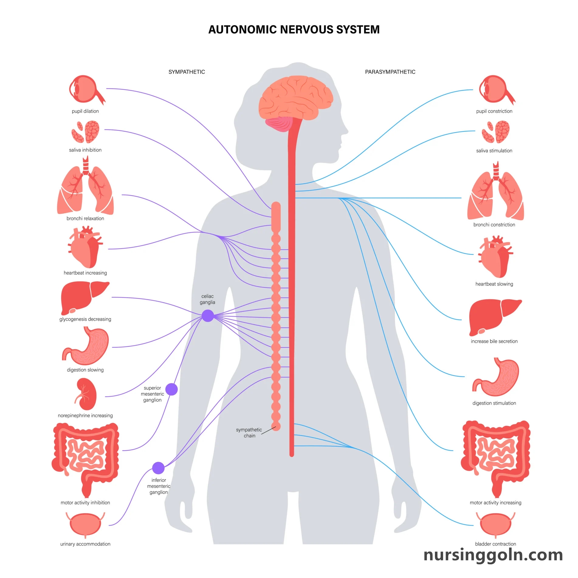 Drugs that Affect the Autonomic System