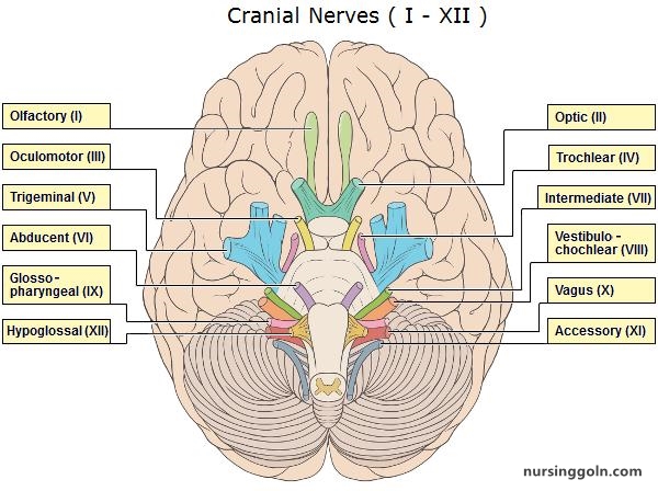 Central Processing: The Brain and Cranial Nerves