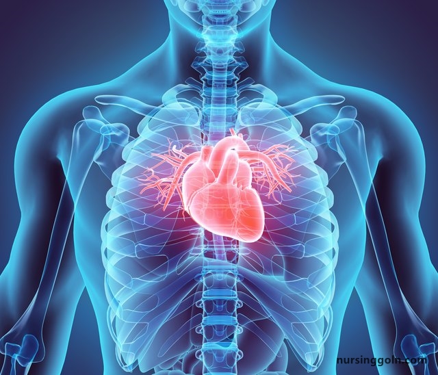 Development of the Heart - The Cardiovascular System: The Heart