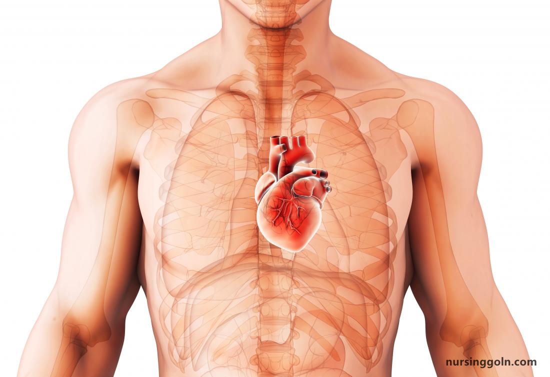 Development of the Heart - The Cardiovascular System: The Heart