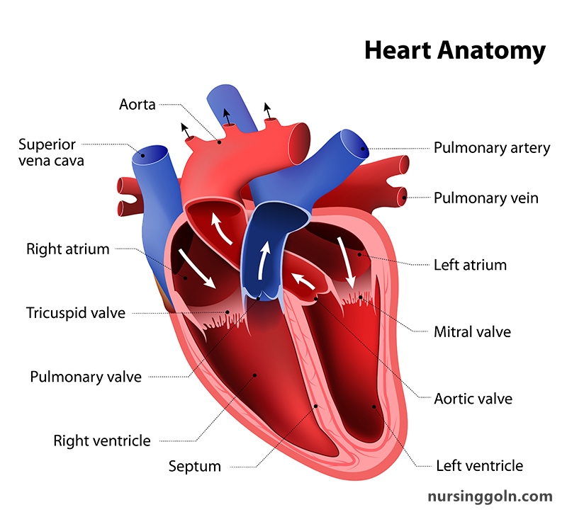 Development of the Heart - The Cardiovascular System: The Heart