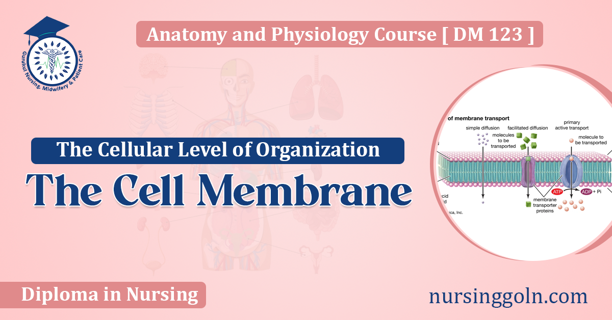 The Cell Membrane