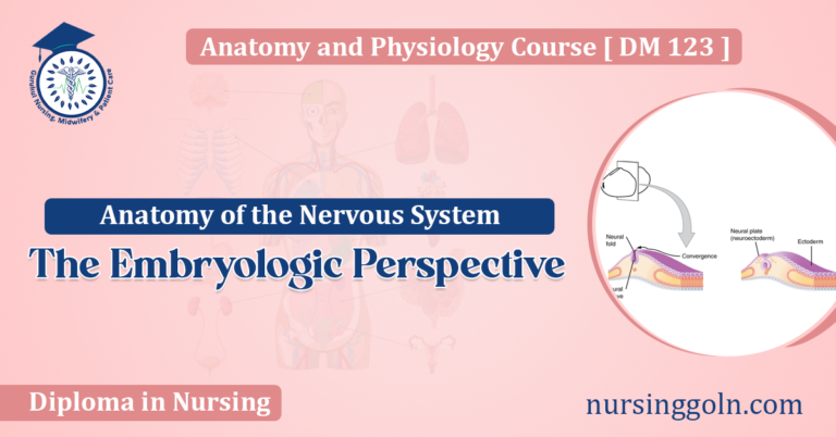 The Embryologic Perspective