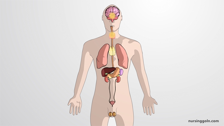Human Hormones: The Endocrine System