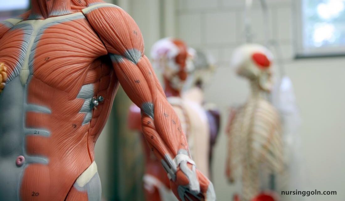Modifications in Respiratory Functions : The Respiratory System
