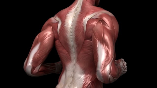 Interactions of Skeletal Muscles: The Muscular System