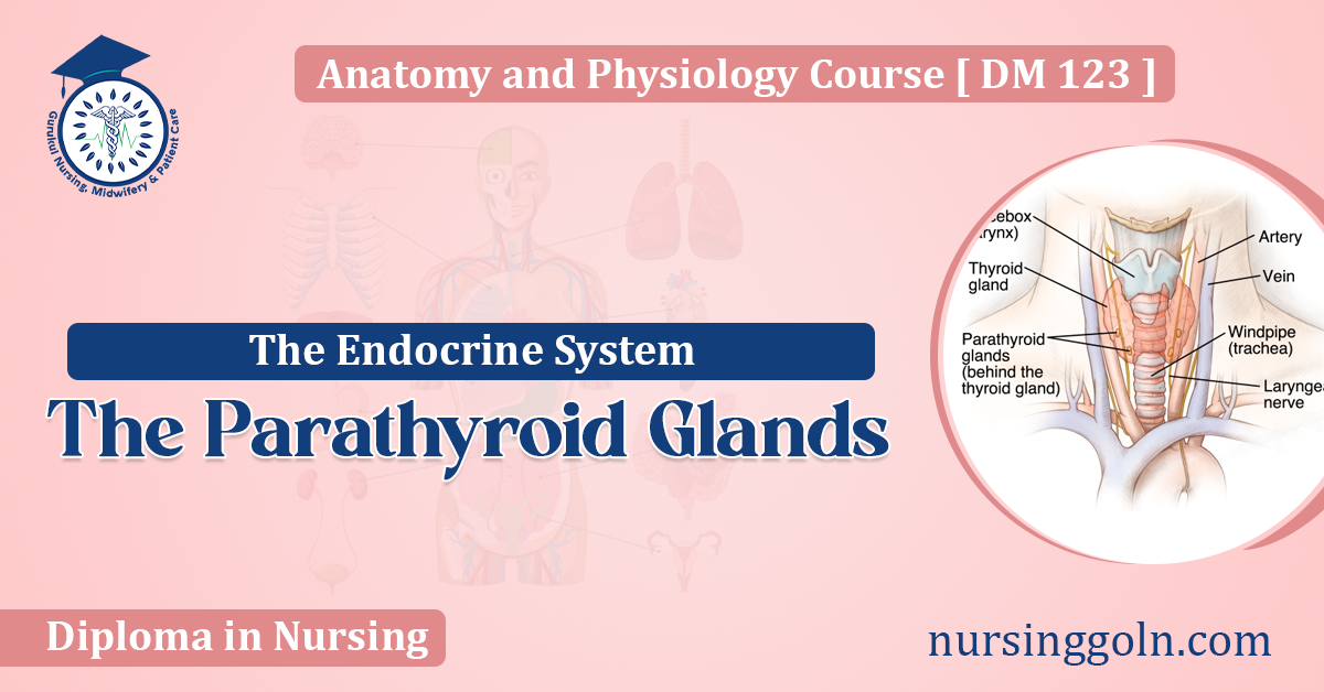 The Parathyroid Glands