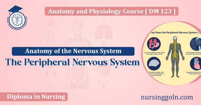 The Peripheral Nervous System