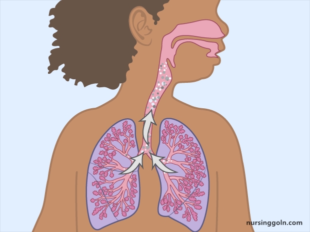 The Process of Breathing: The Respiratory System