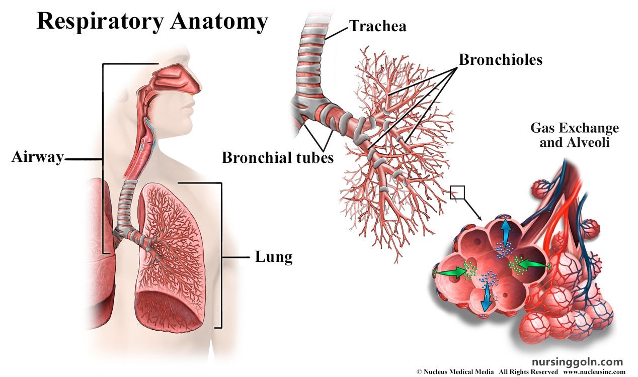 Gas Exchange: The Respiratory System