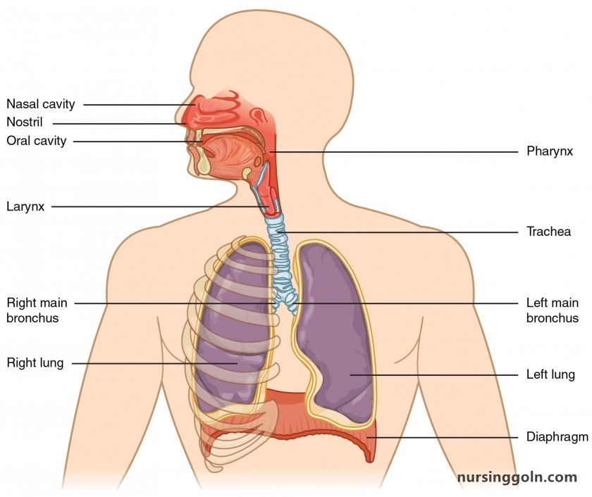 Gas Exchange: The Respiratory System