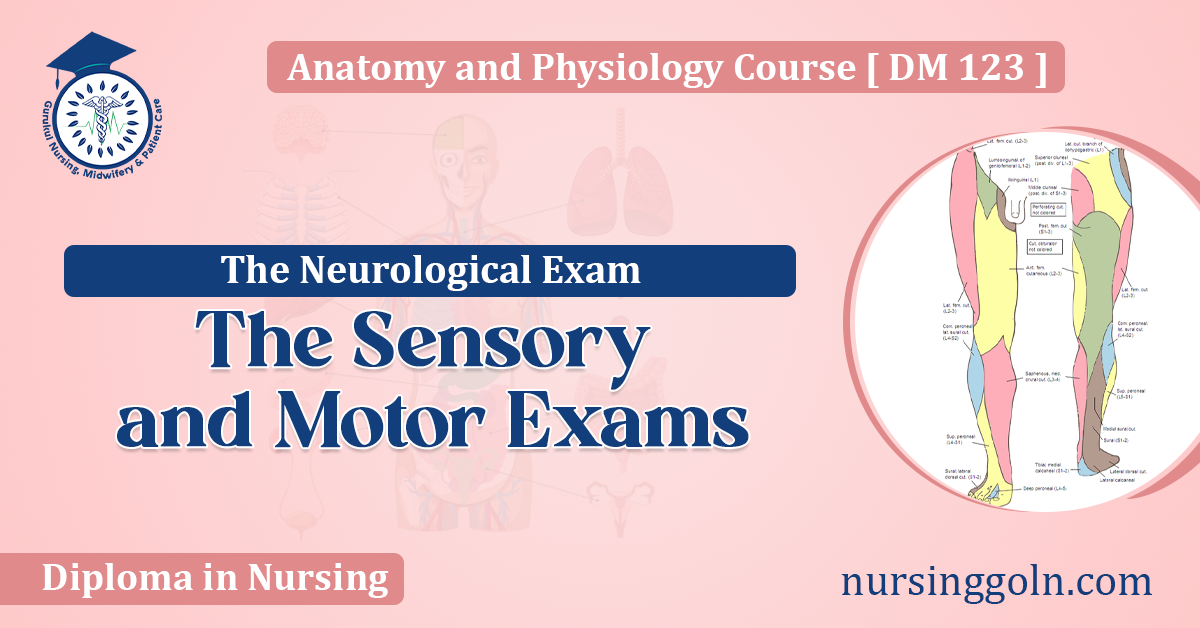 The Sensory and Motor Exams