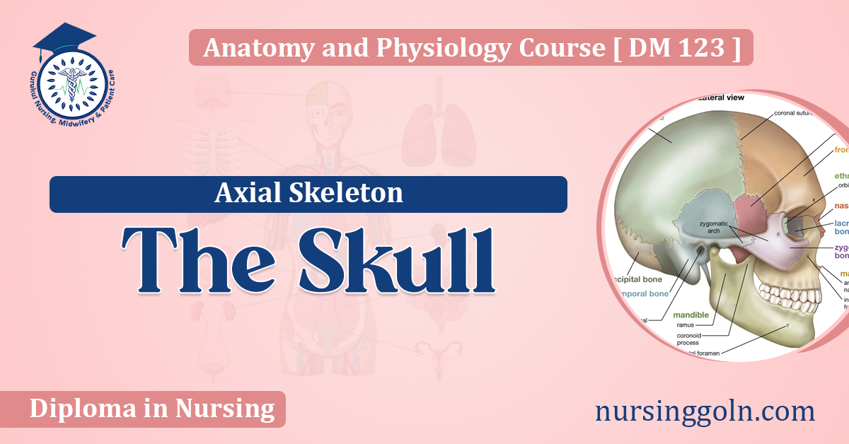 The Skull