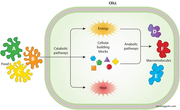 Carbohydrate Metabolism: Metabolism and Nutrition
