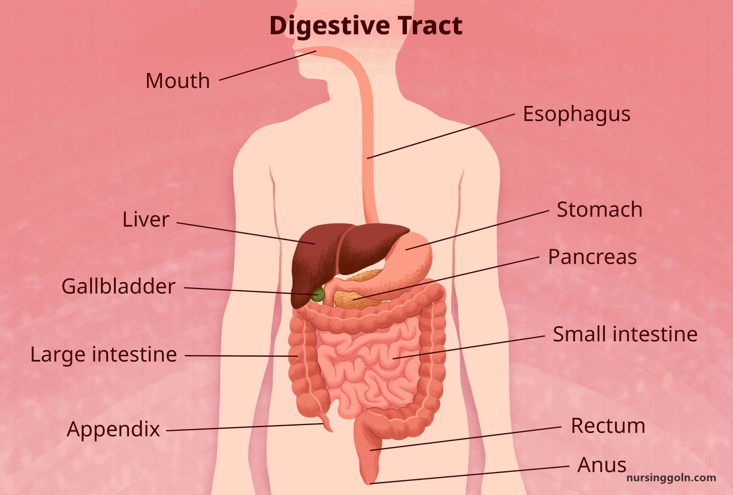 The Stomach: The Digestive System