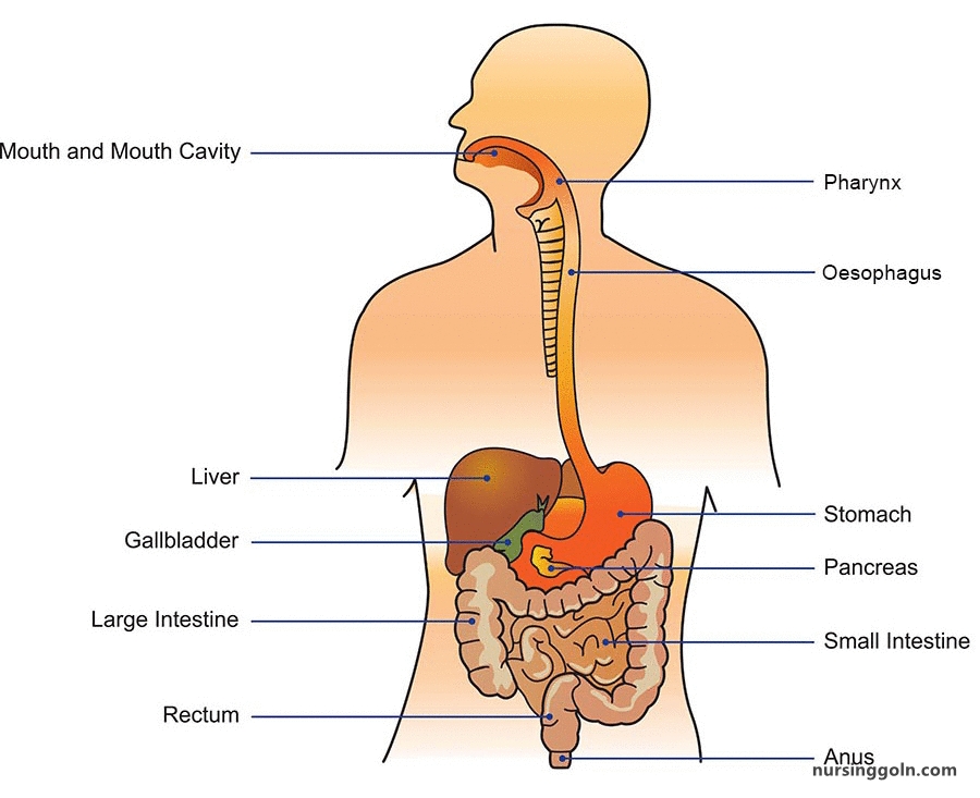 The Stomach: The Digestive System
