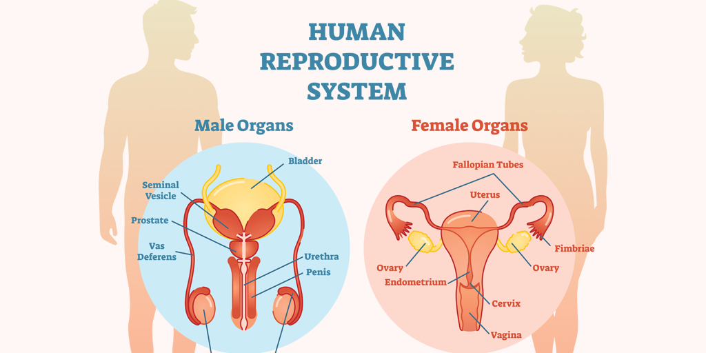 male and female reproductive systems