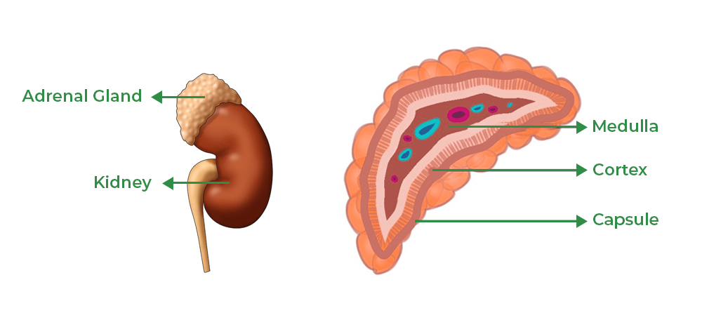 definition of gland