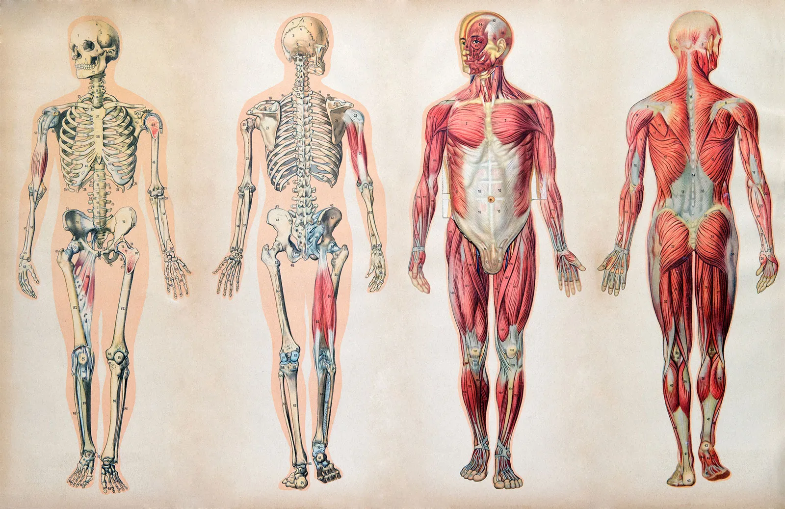 Anatomy and physiology for Nursses and Midwifery | Diploma in Nursing Science and Midwifery