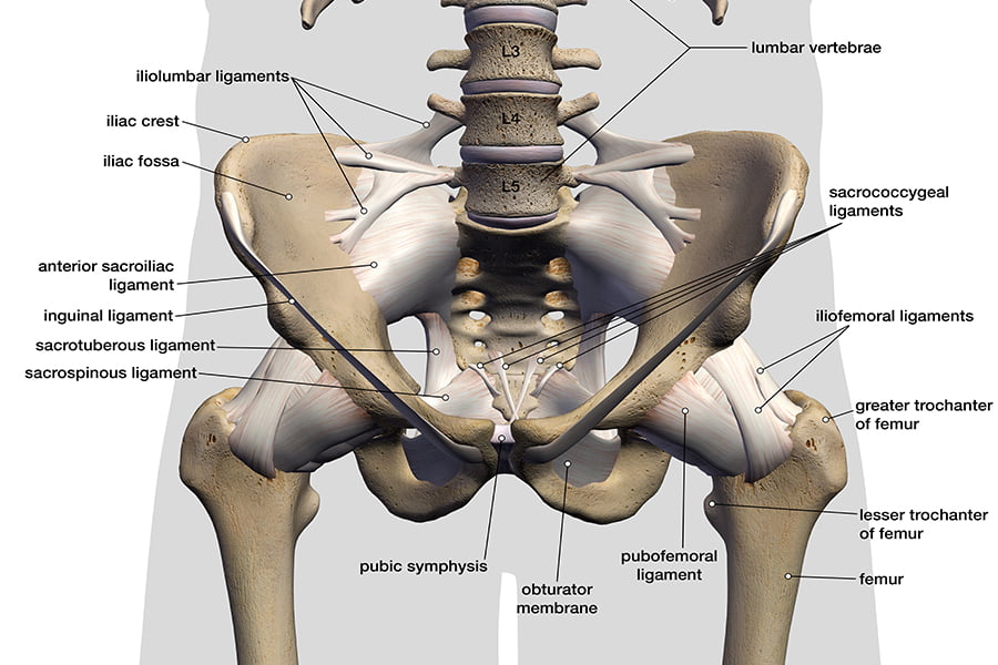 Hip Dislocation | CHAPTER 6 | Orthopedic Nursing