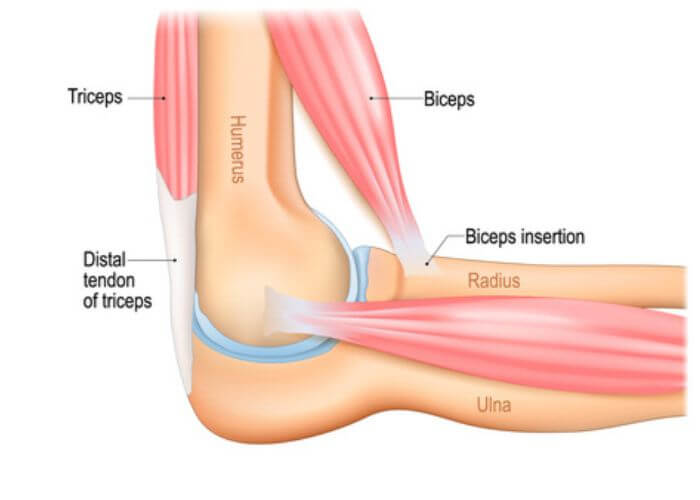 Elbow Dislocation | CHAPTER 6 | Orthopedic Nursing
