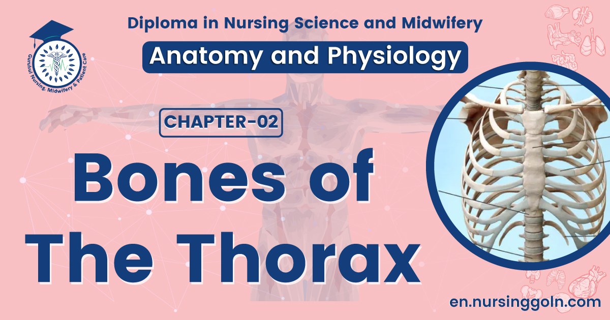 Bones of the thorax | CHAPTER 2 | Anatomy and Physiology