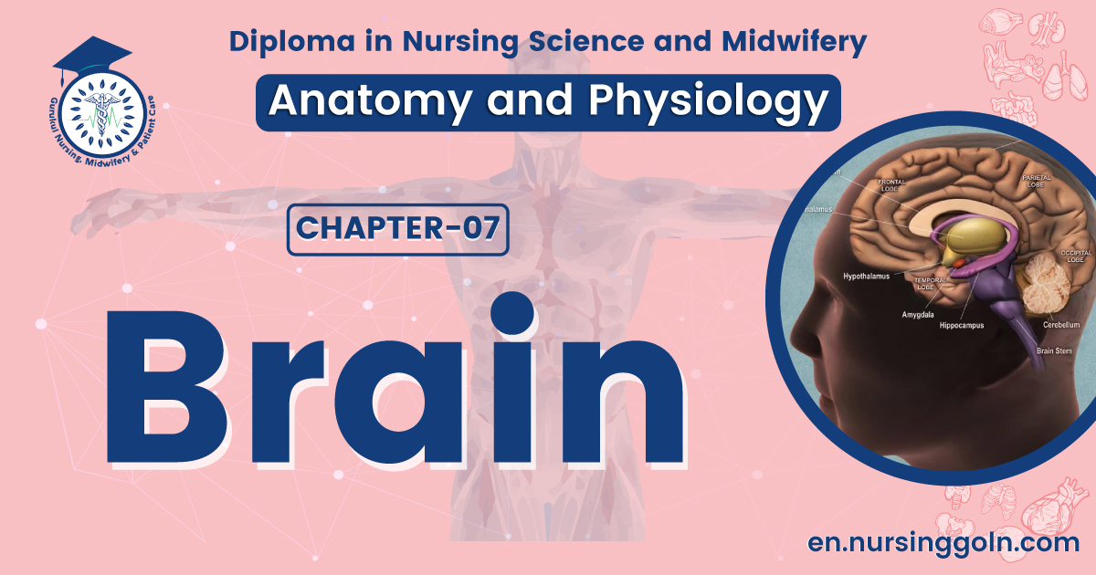 Concept about Brain | CHAPTER 7 | Anatomy and Physiology