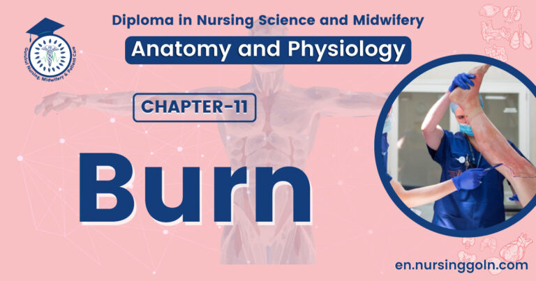 Concept about Burn | CHAPTER 11 | Anatomy and Physiology