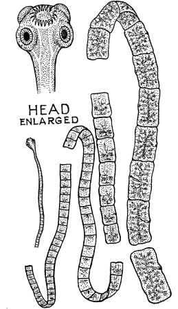 Tape Worms