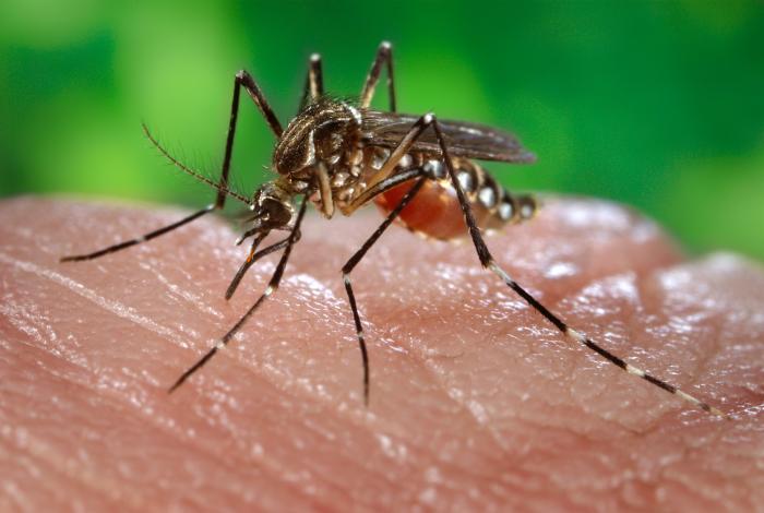 Definition of Chikungunya | Chapter 5 | Medical And Surgical Nursing