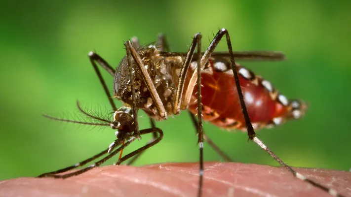 Definition of Chikungunya | Chapter 5 | Medical And Surgical Nursing