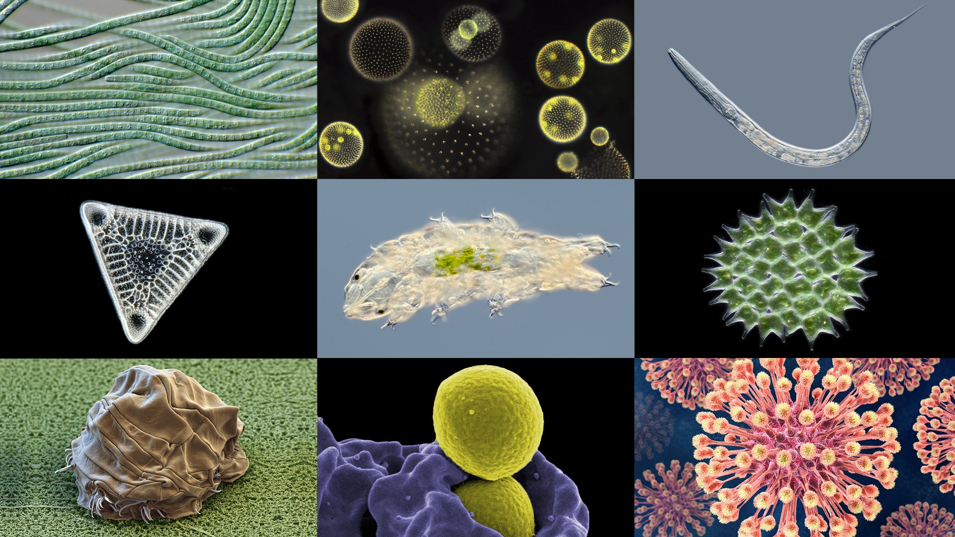 Infectious disease