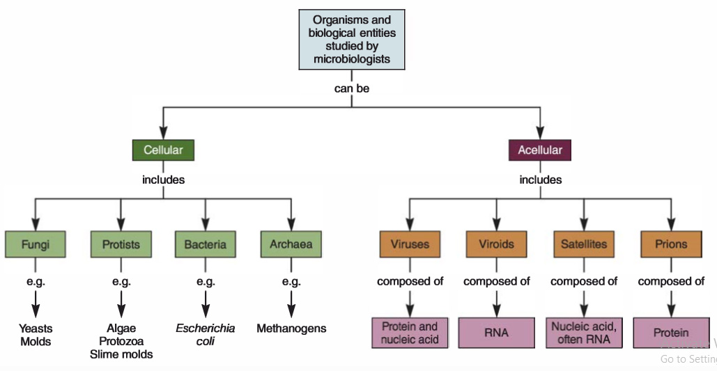 medical microbiology