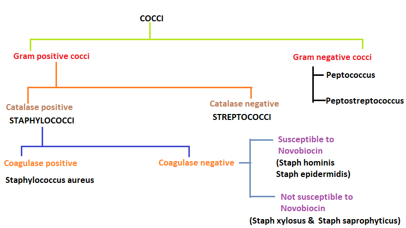 Definition of Cocci