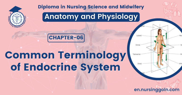 Common terminology of endocrine system | CHAPTER 6 | Anatomy and Physiology