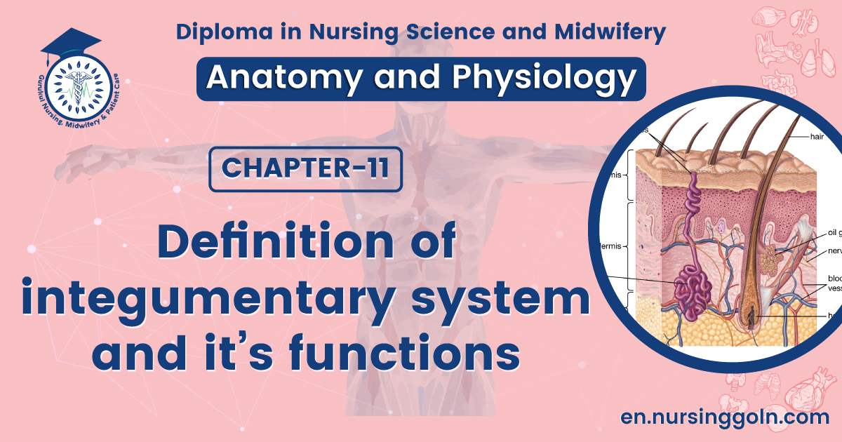 Definition of integumentary system and it's functions | CHAPTER 11 | Anatomy and Physiology