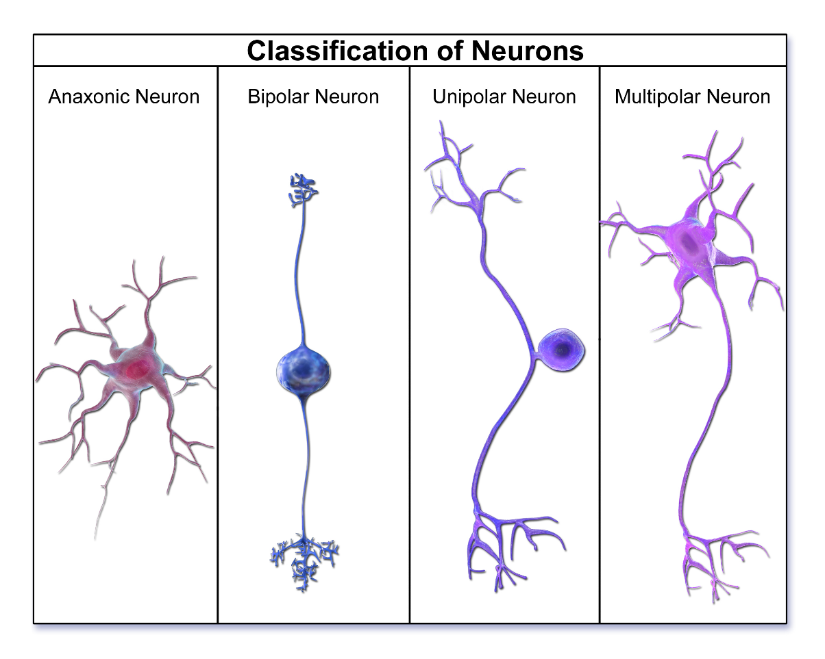 neurotransmitter and behaviors